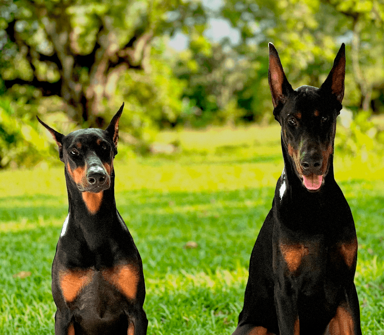 ROCKY Y IRIS — Cuartas Legacy