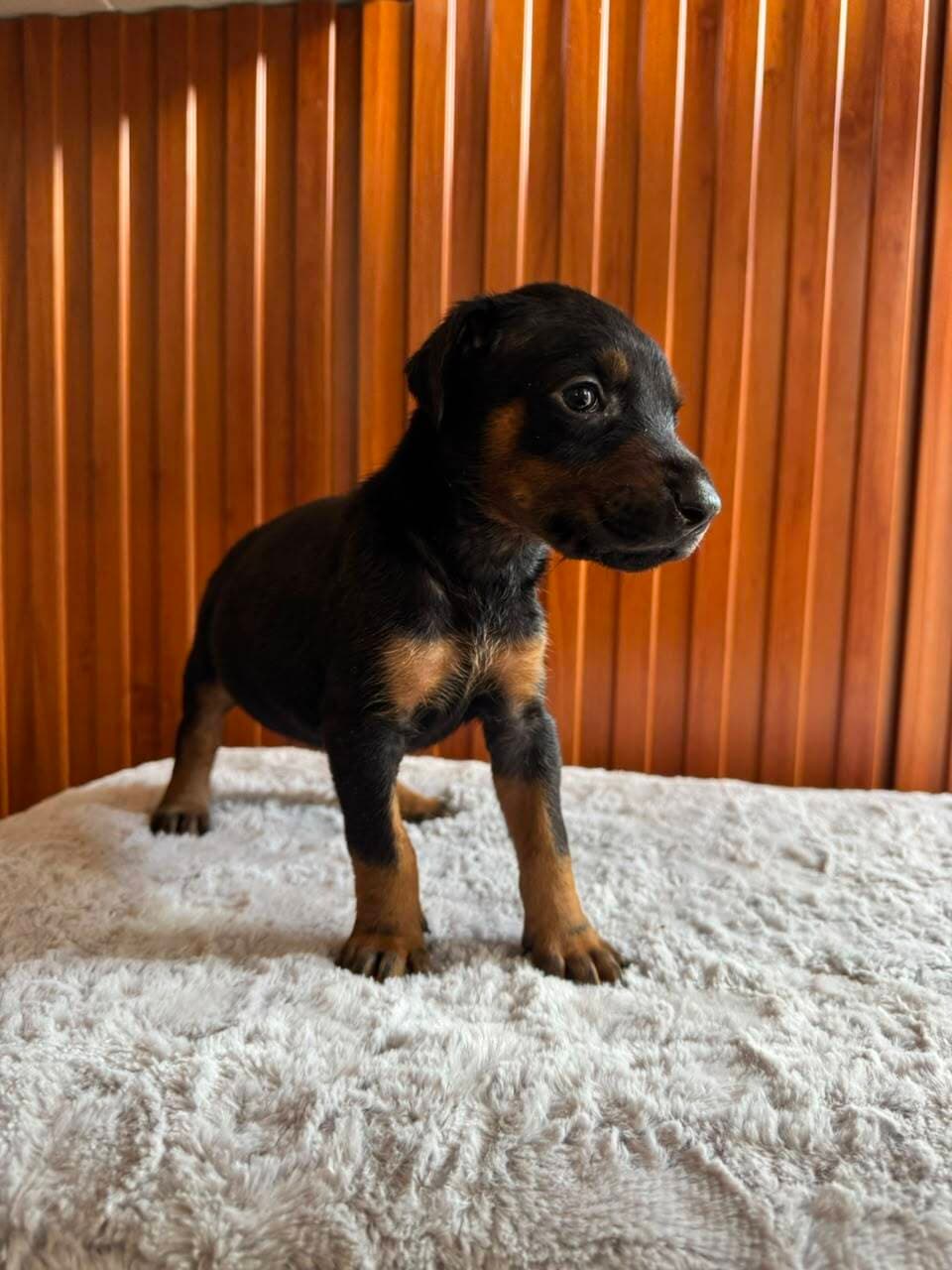 Doberman — Cuartas Legacy