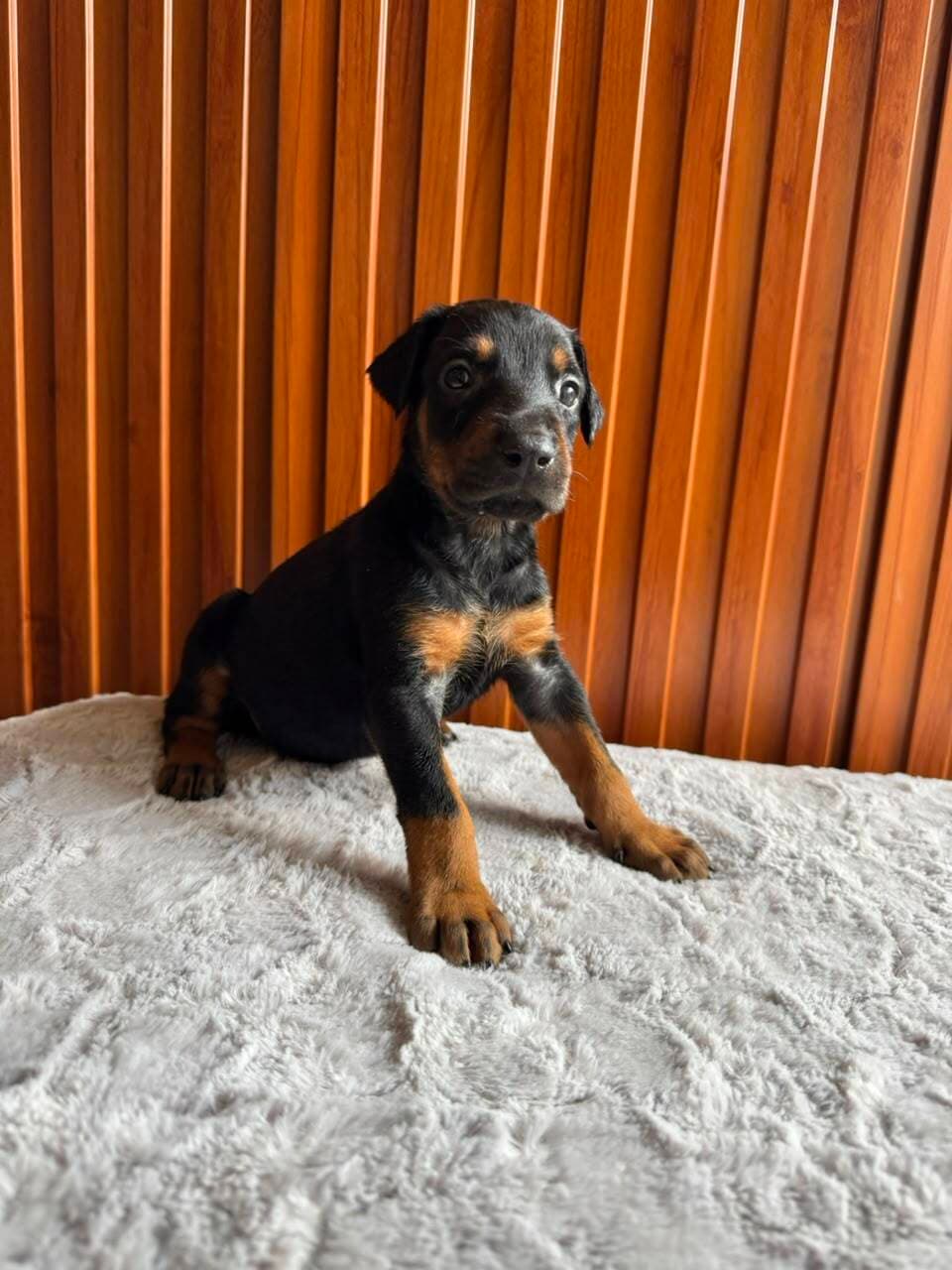 Doberman — Cuartas Legacy