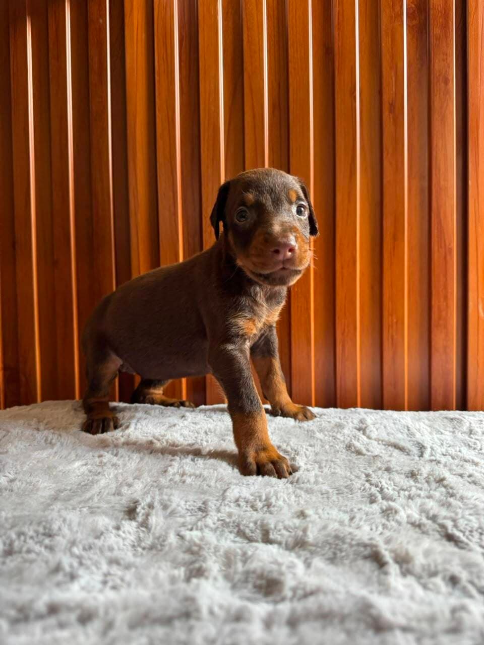 Doberman — Cuartas Legacy