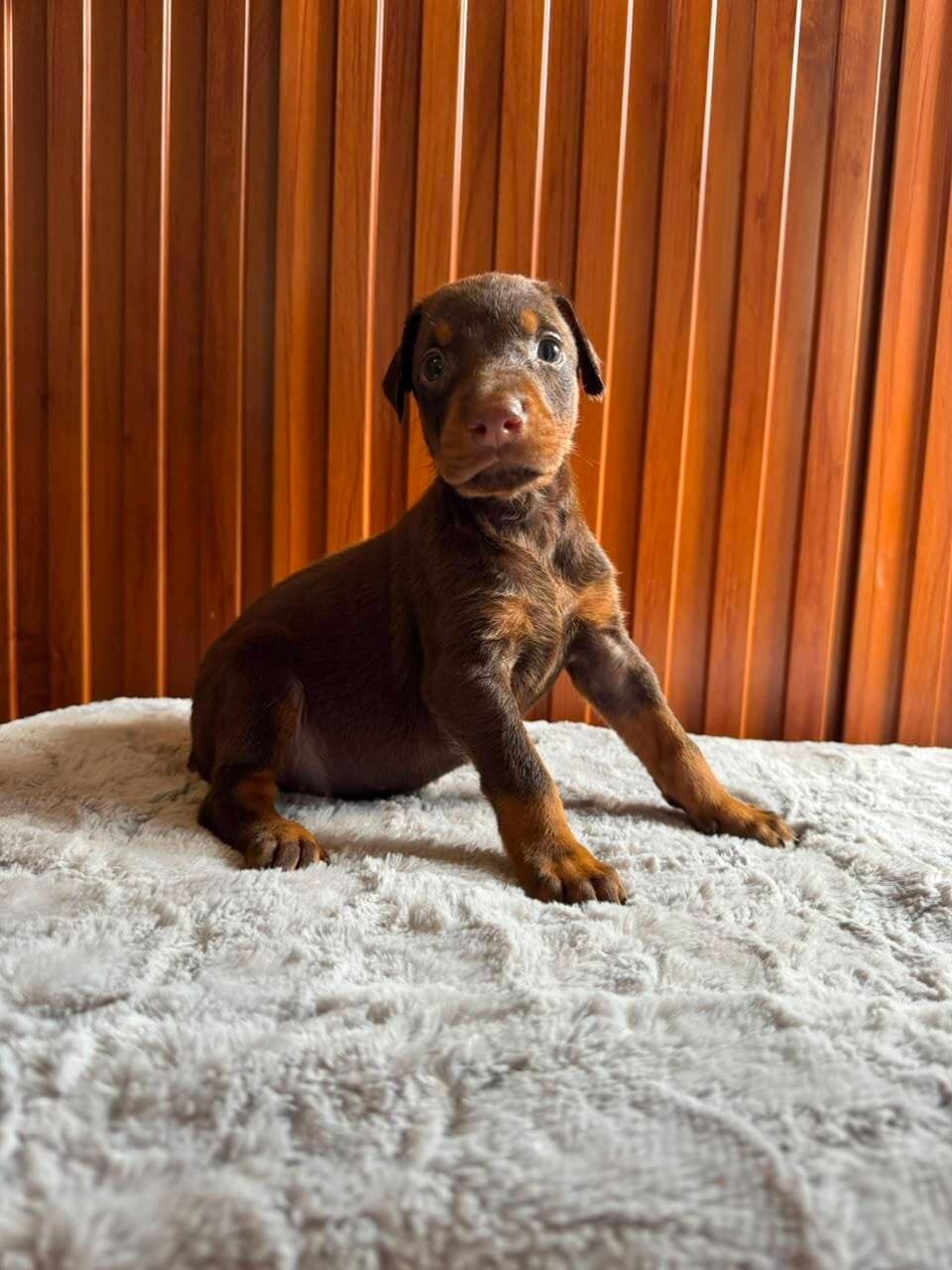 Doberman — Cuartas Legacy