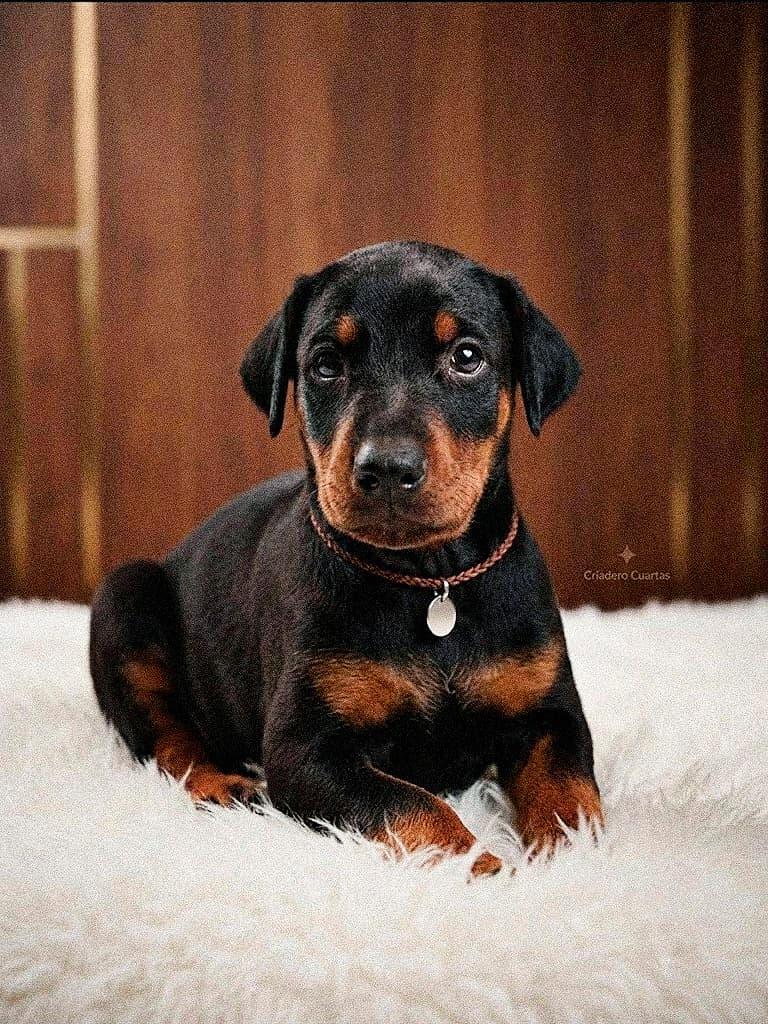 Doberman — Cuartas Legacy