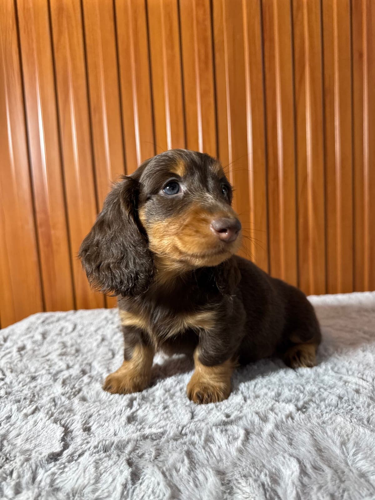 Dachshund (Teckel) Pelo Largo — Cuartas Legacy