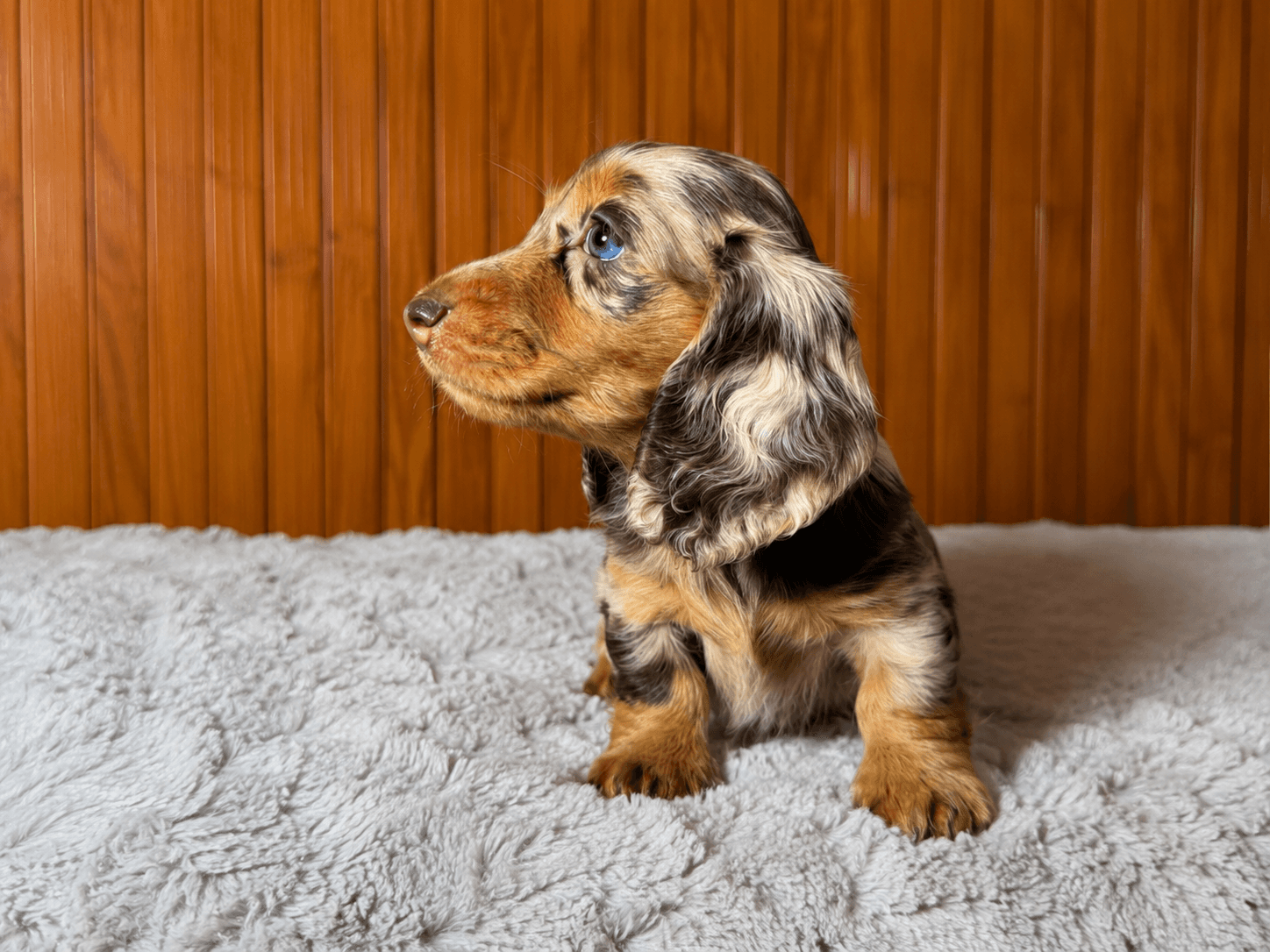 Dachshund (Teckel) Pelo Largo Merle — Cuartas Legacy
