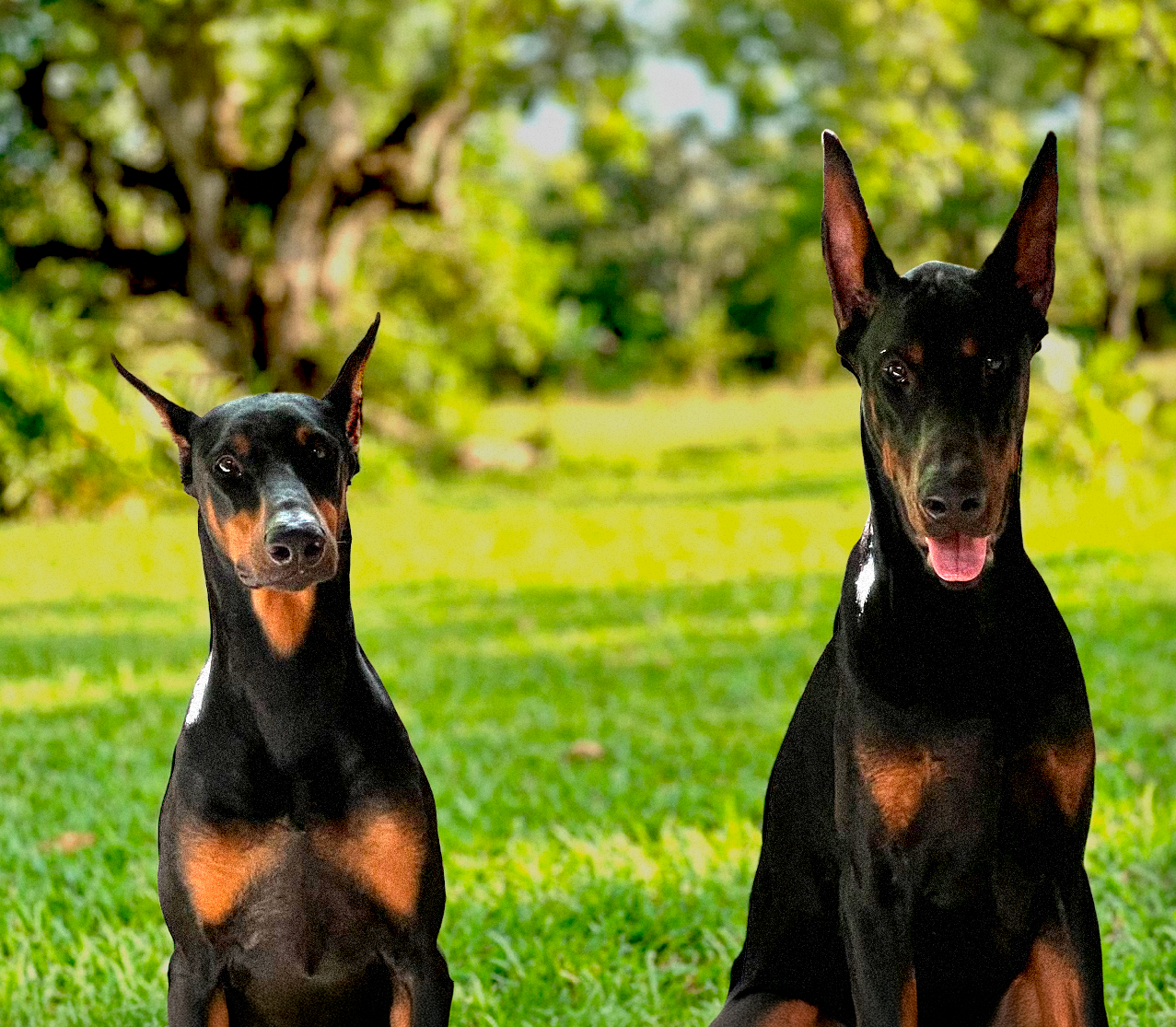 ROCKY Y IRIS — Cuartas Legacy