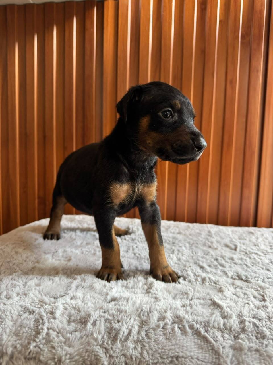 Doberman — Cuartas Legacy