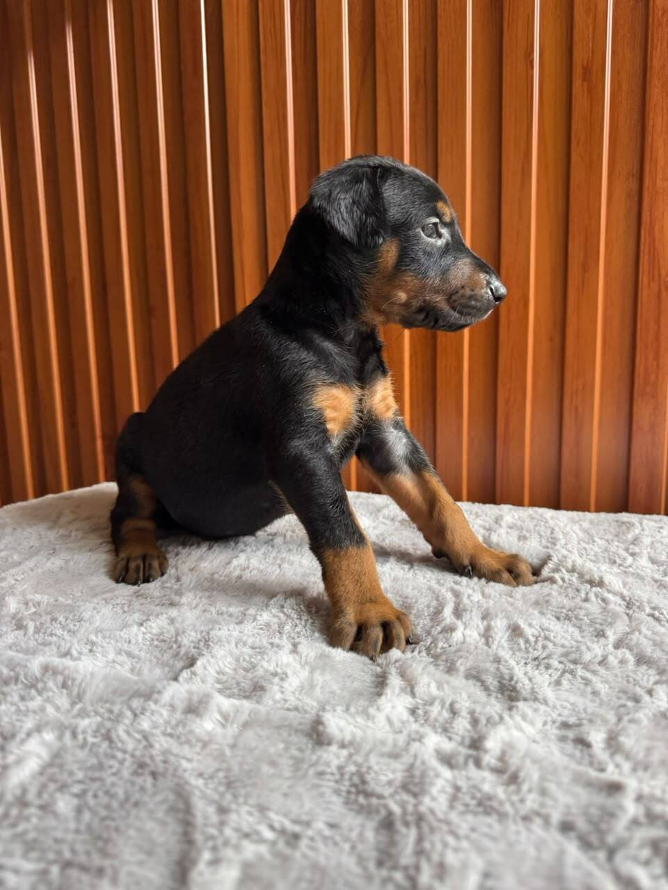 Doberman — Cuartas Legacy