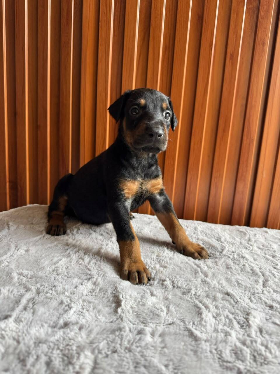 Doberman — Cuartas Legacy
