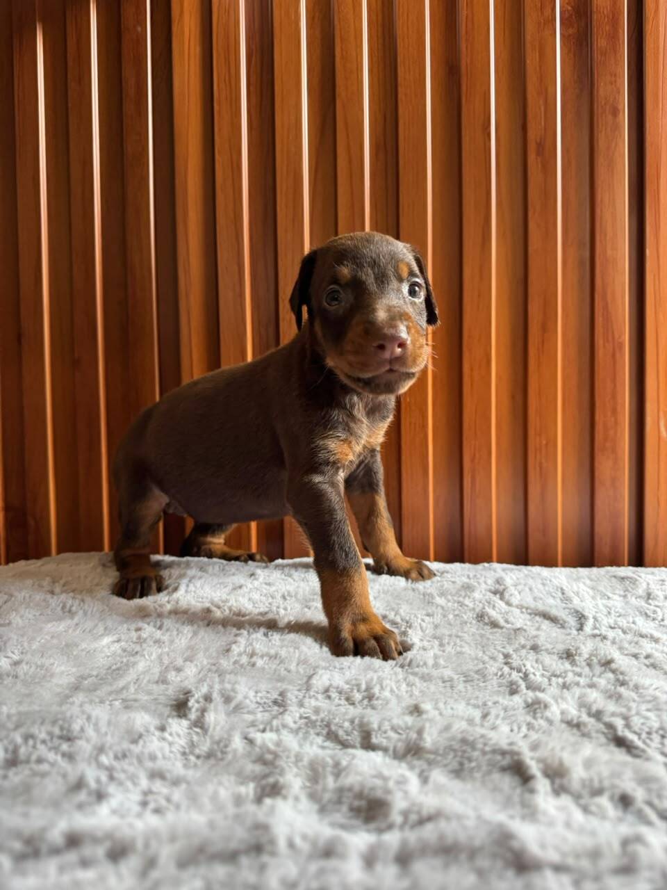 Doberman — Cuartas Legacy