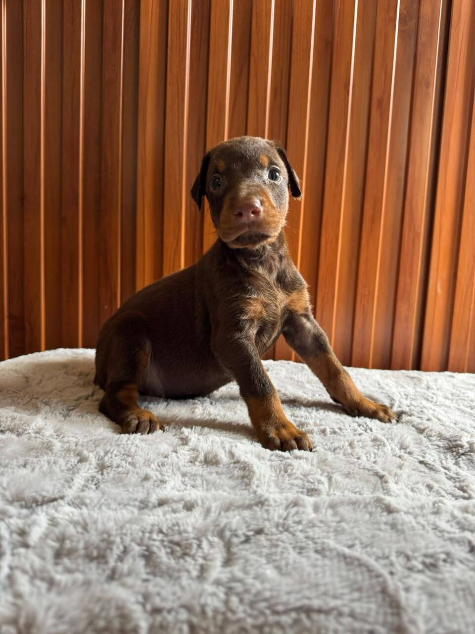 Doberman — Cuartas Legacy