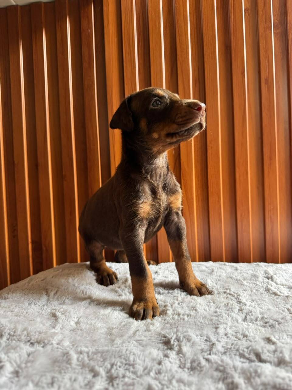 Doberman — Cuartas Legacy