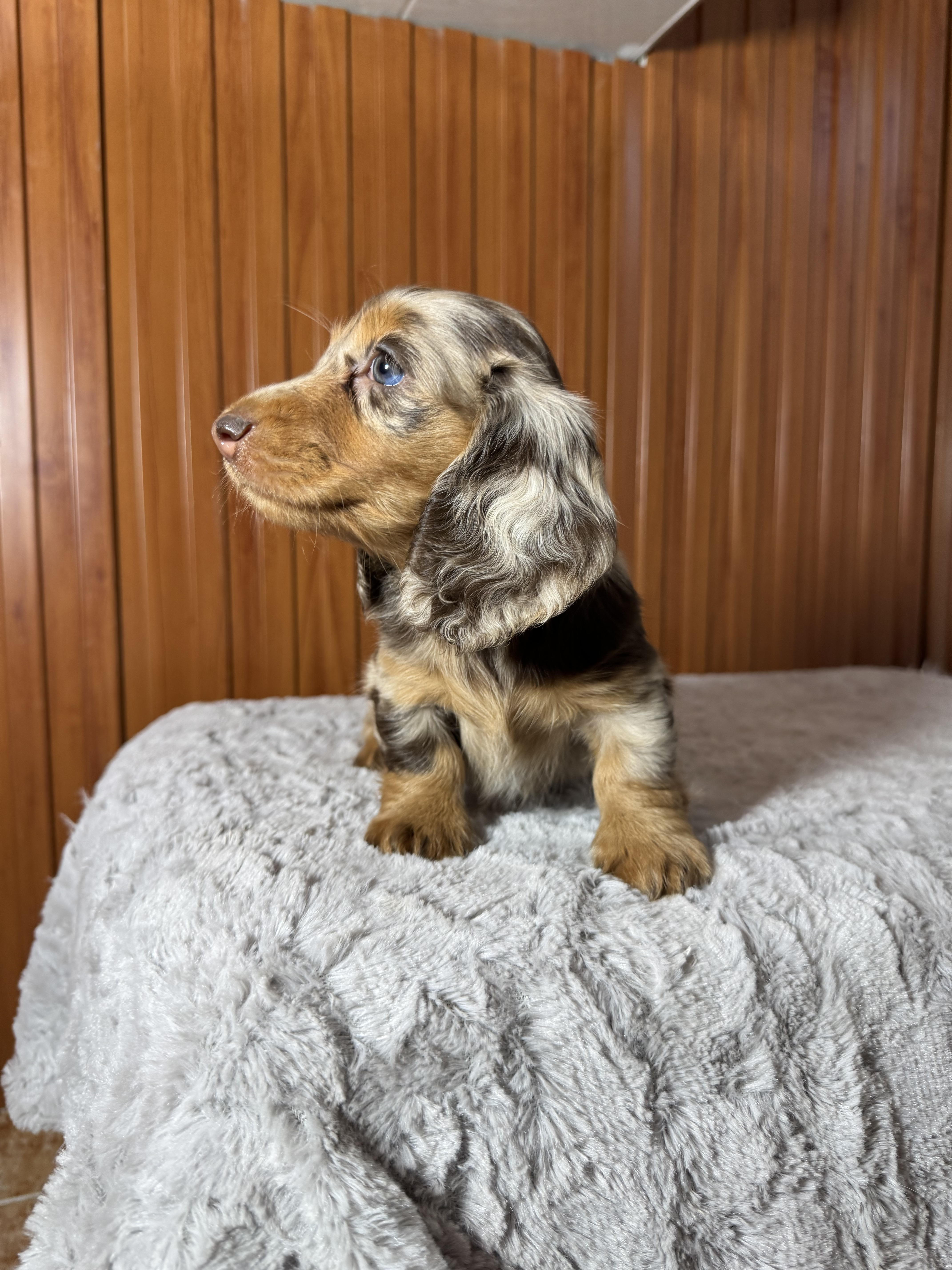 Dachshund (Teckel) Pelo Largo Merle — Cuartas Legacy