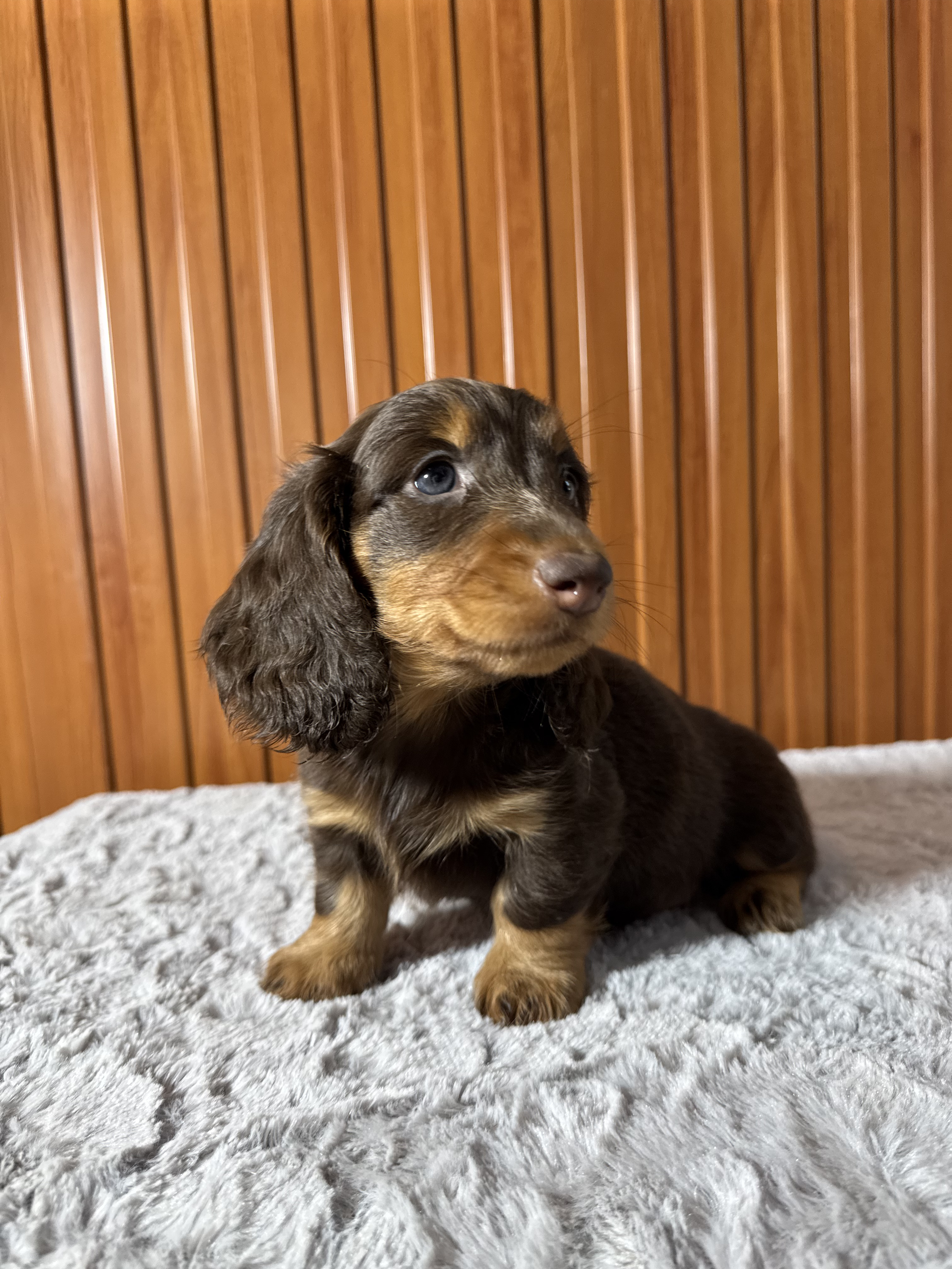 Dachshund (Teckel) Pelo Largo — Cuartas Legacy
